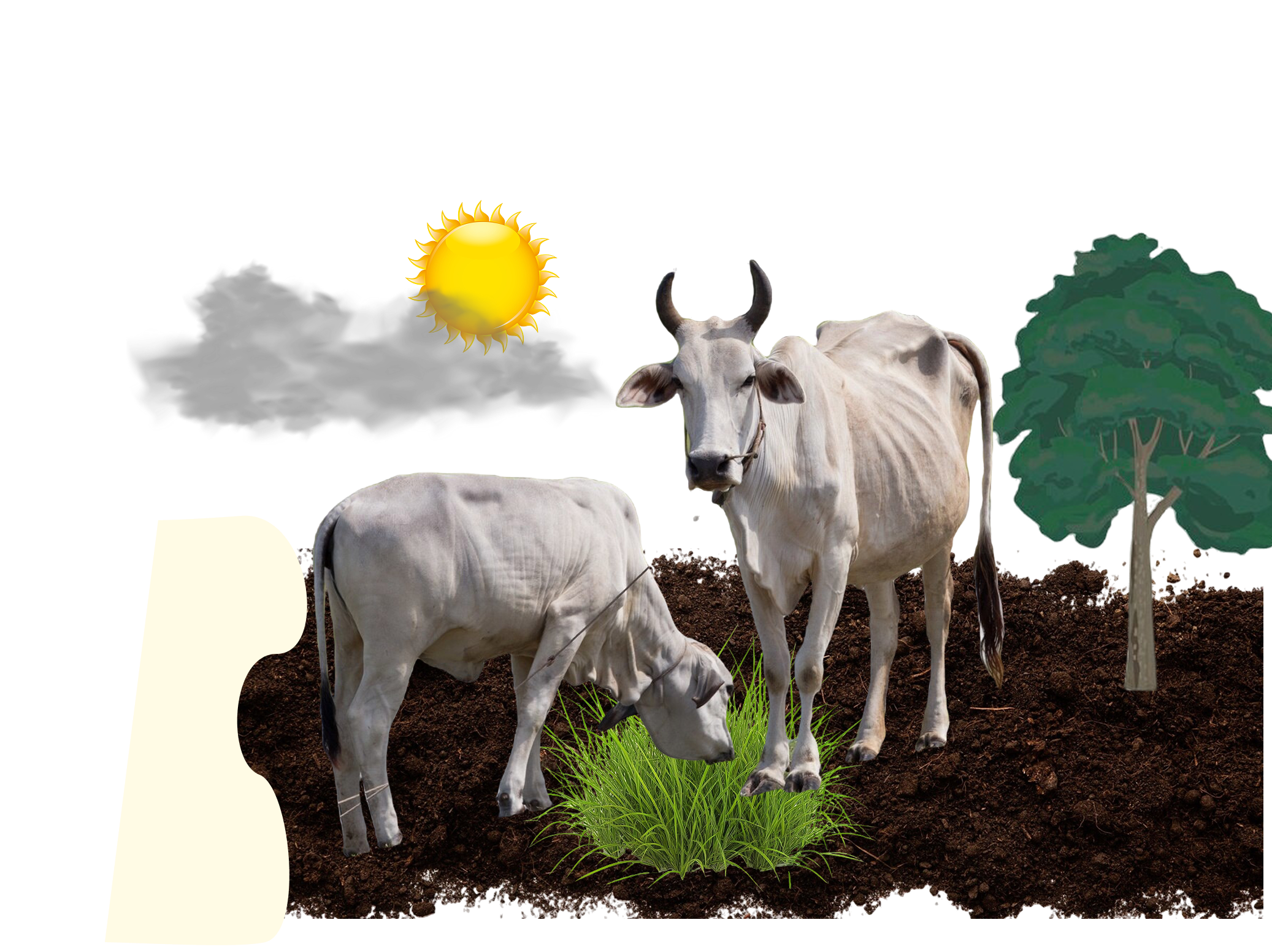 Cow